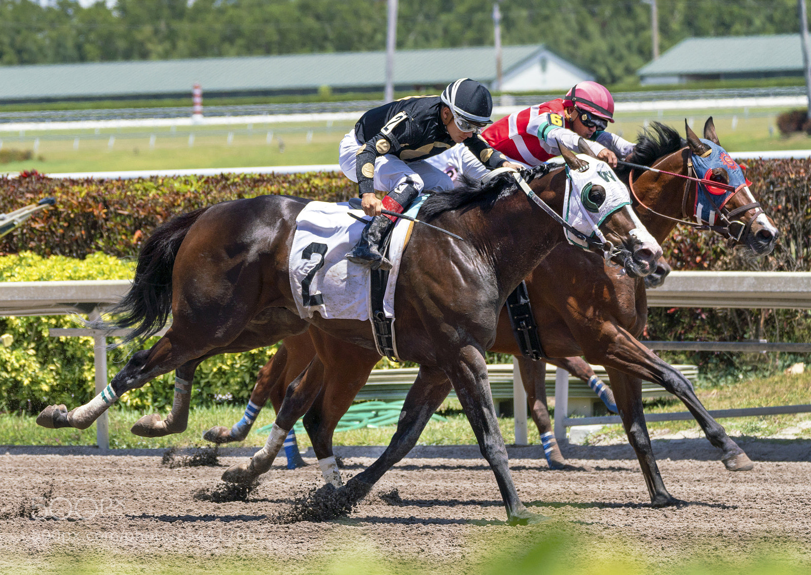 Sony a7R III sample photo. Close finish at gulfstream photography