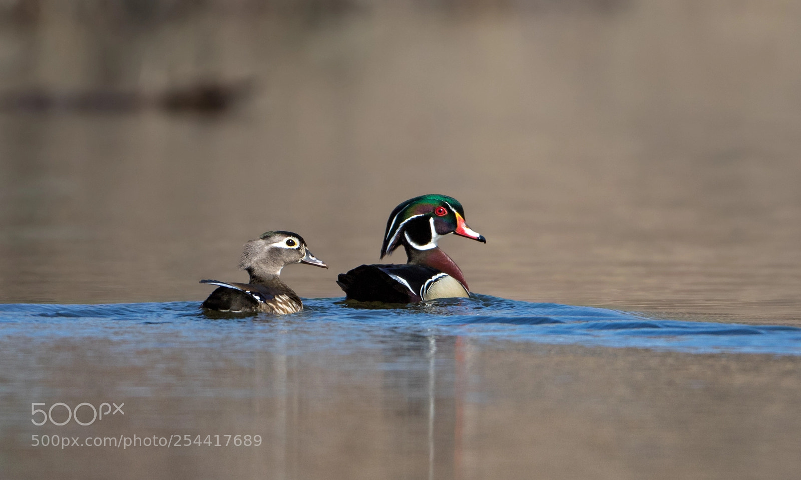 Canon EOS 7D Mark II sample photo. Mating season photography