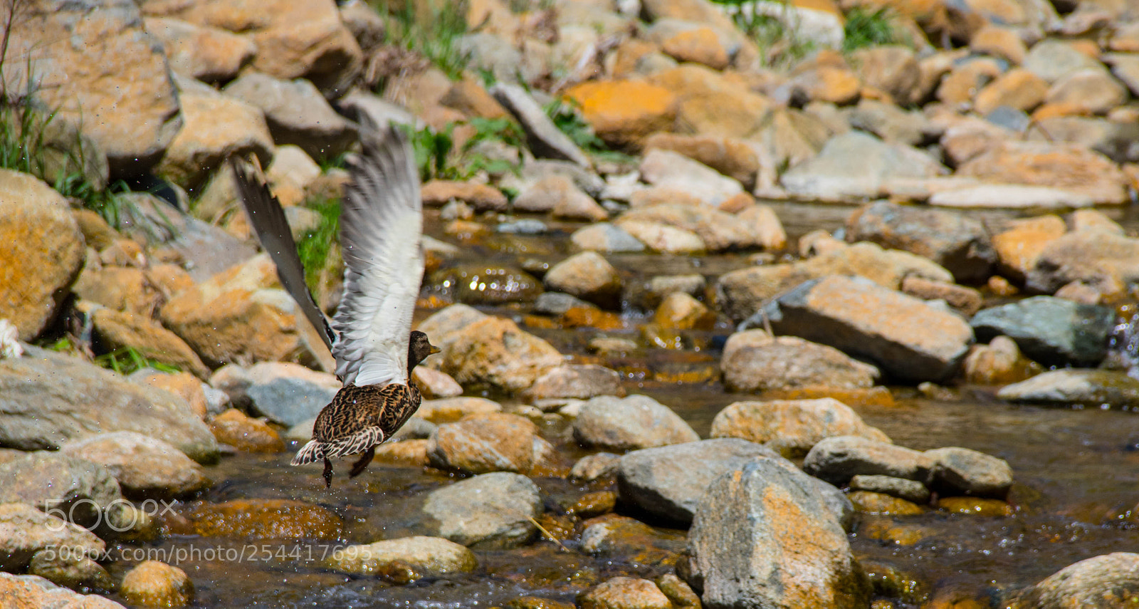 Canon EOS 7D Mark II sample photo. Germano reale photography