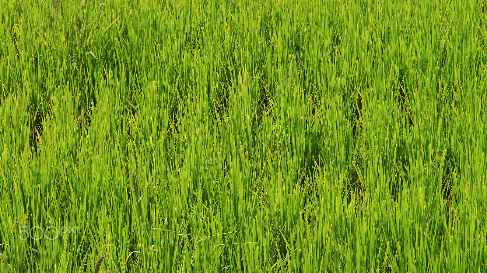 Canon EOS 650D (EOS Rebel T4i / EOS Kiss X6i) sample photo. Reisfeld  grün nur grün photography