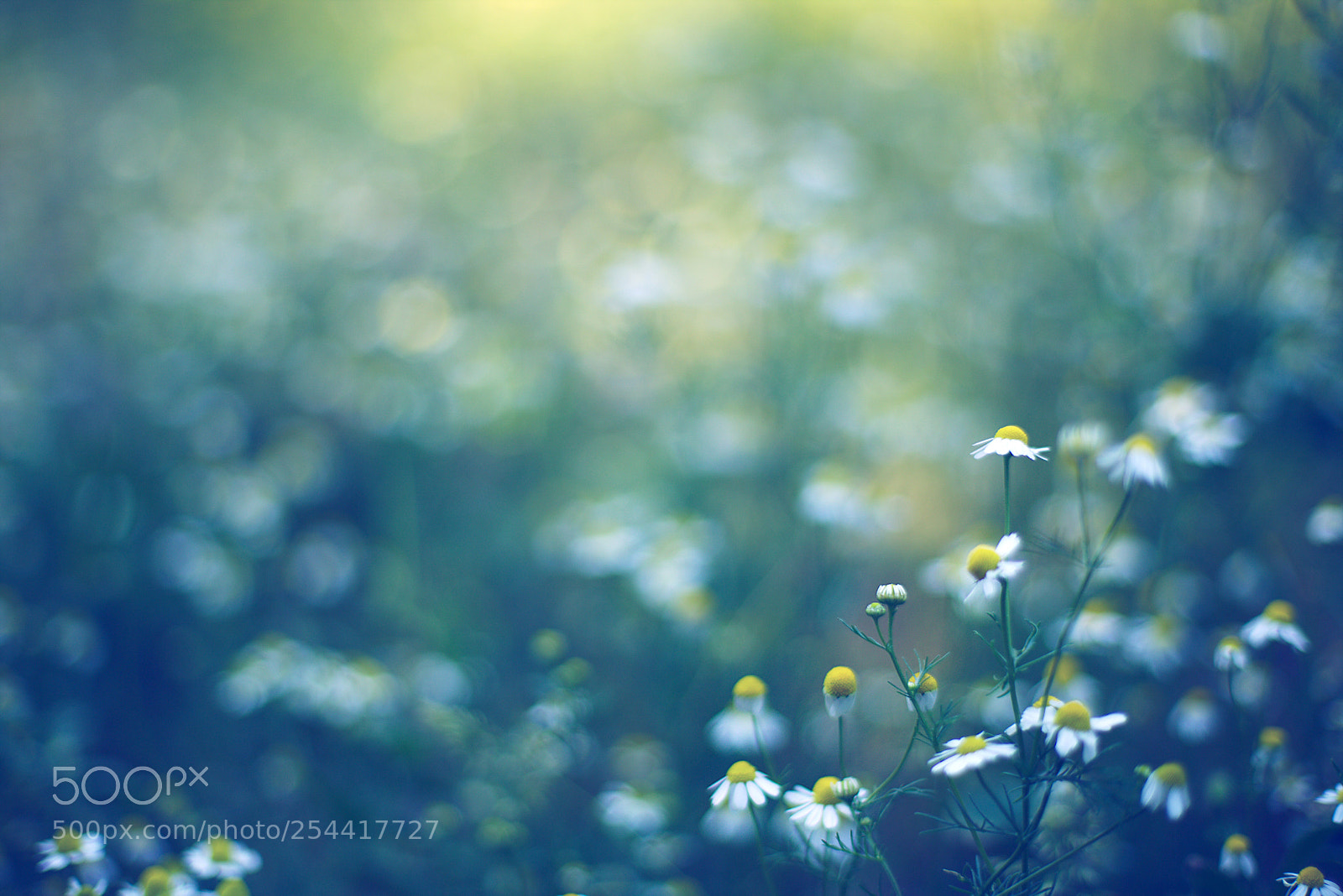 Canon EOS 6D + Canon EF 50mm F1.4 USM sample photo. Dancing... photography