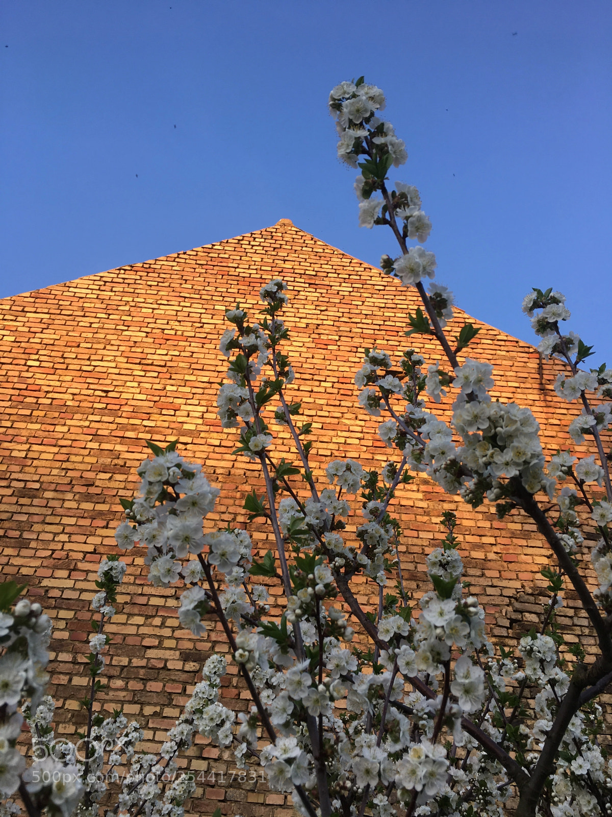 Apple iPhone 6s sample photo. Untitled photography