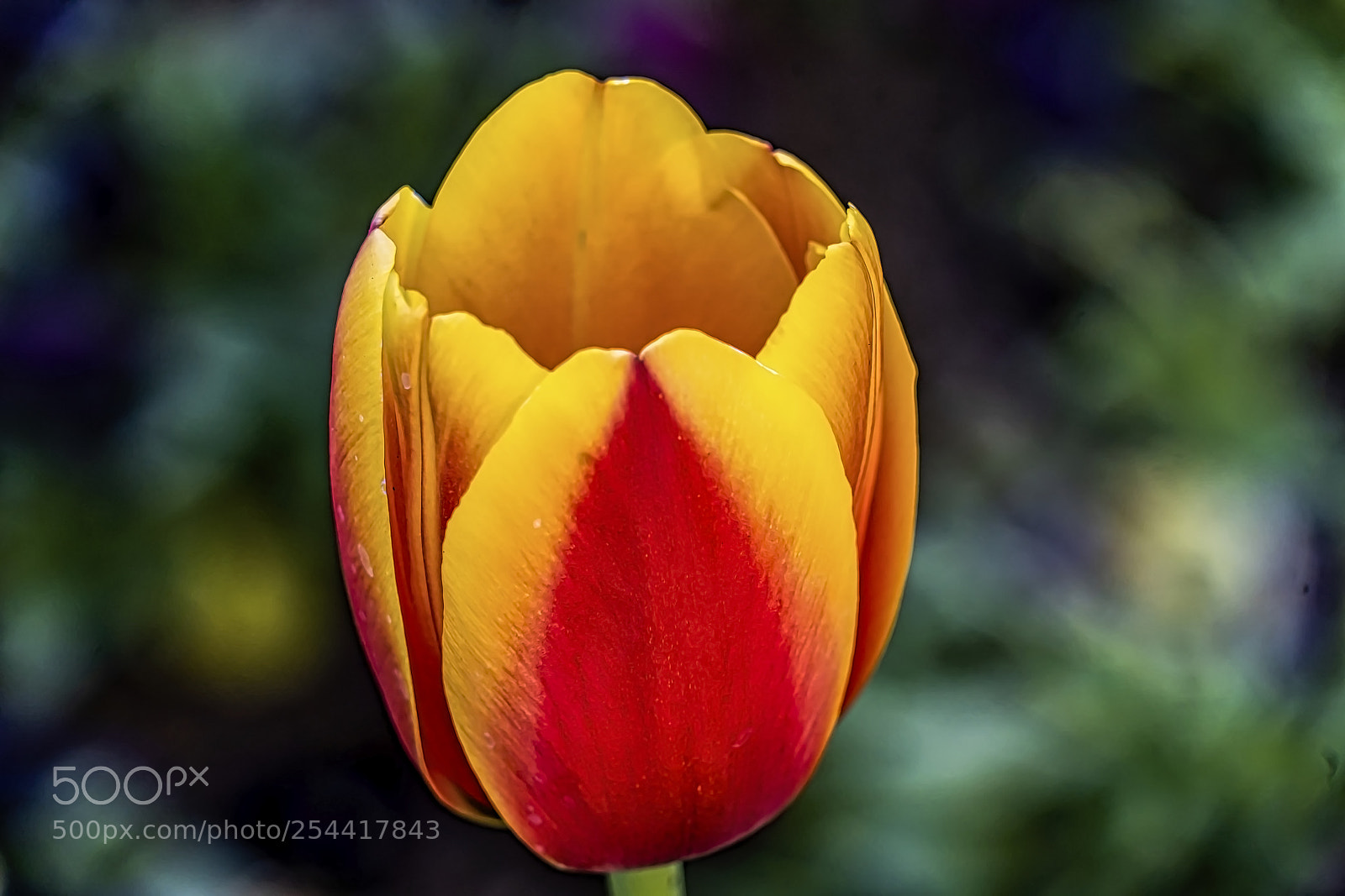 Sony a7 III sample photo. Tulip solo photography