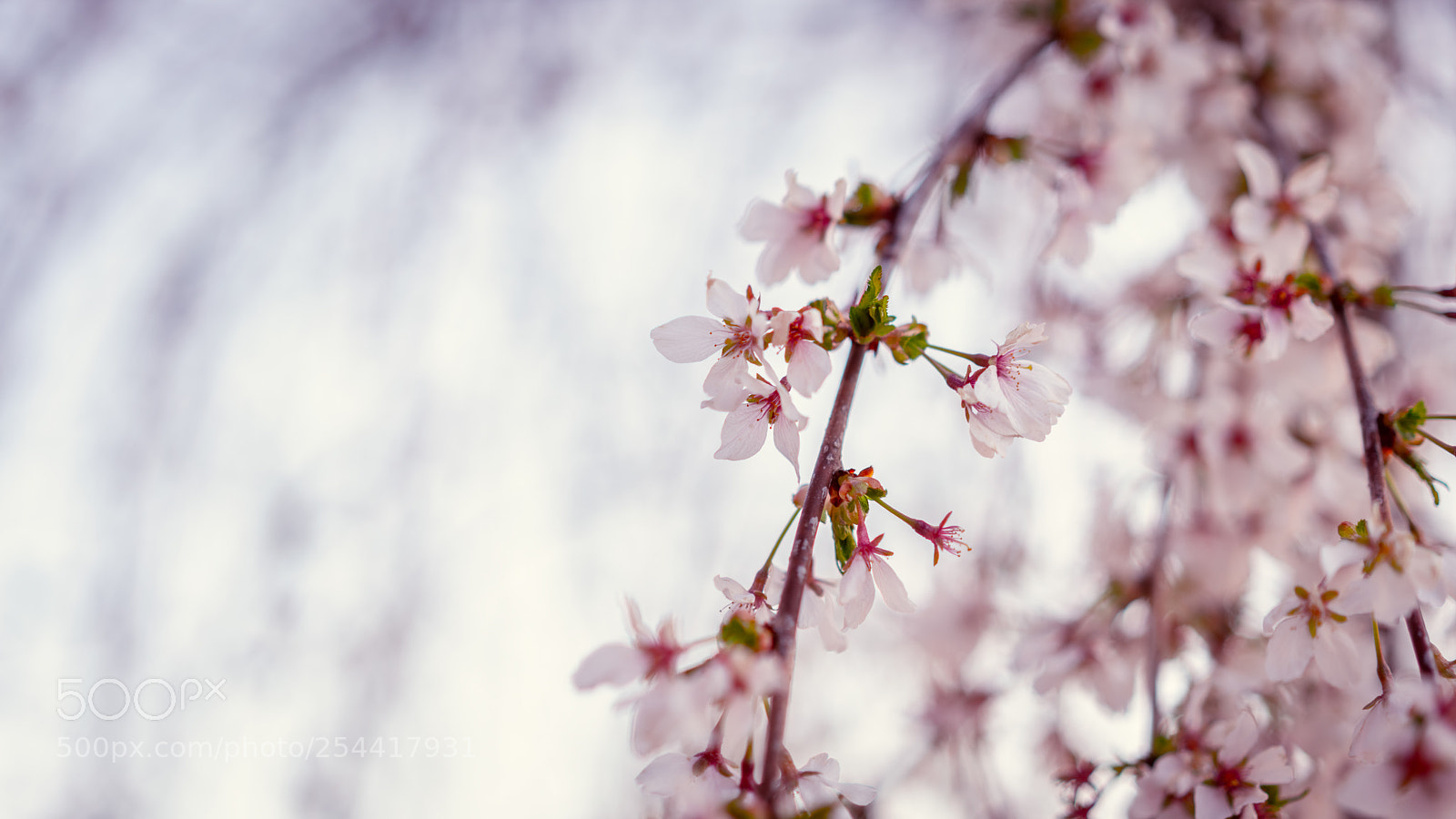 Sony a7R III sample photo. Sakura photography