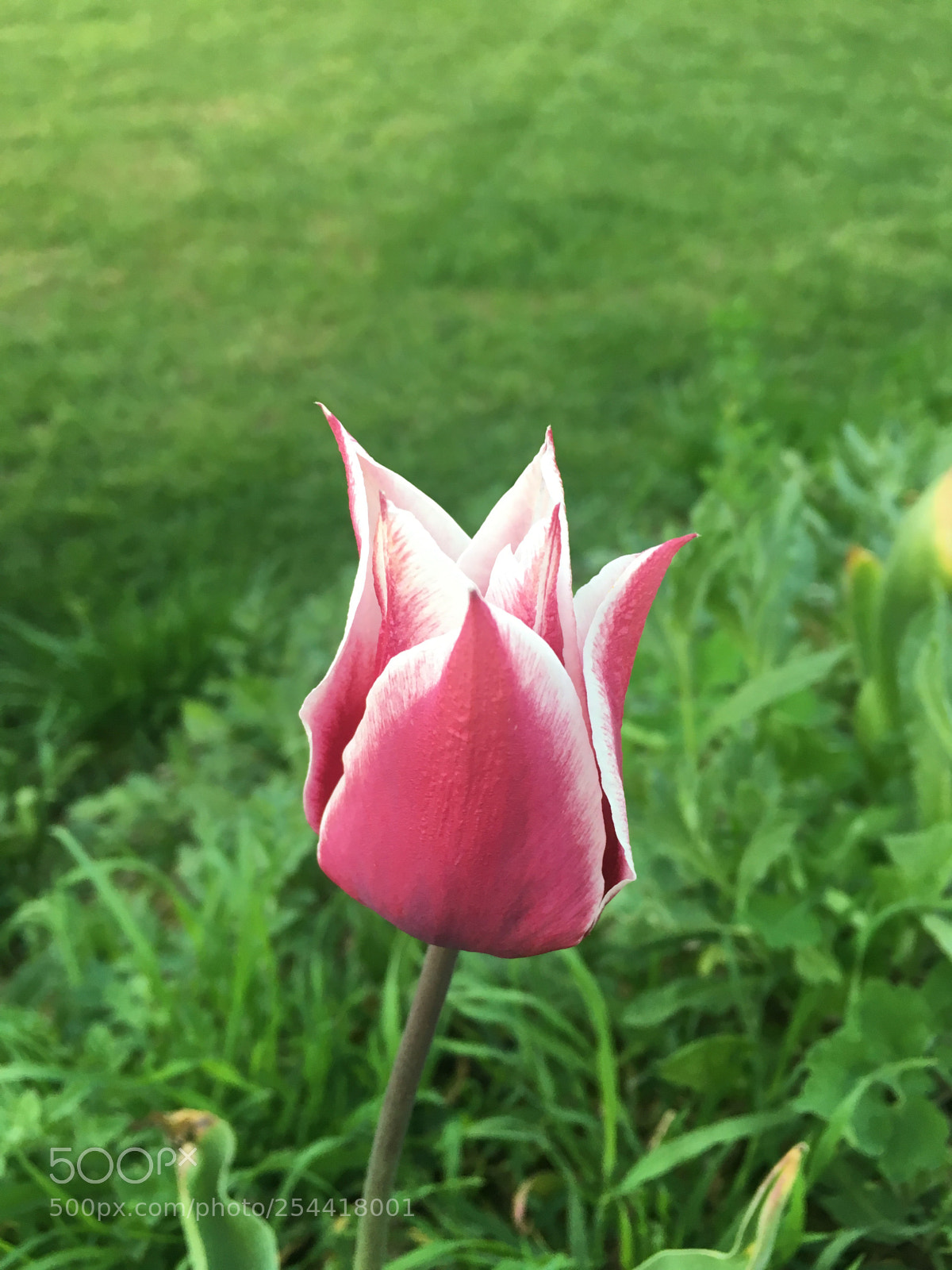 Apple iPhone 6s sample photo. Untitled photography