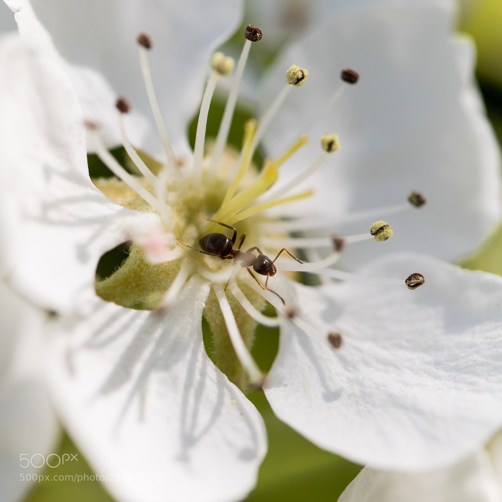 Canon EOS 6D Mark II sample photo. My garden photography