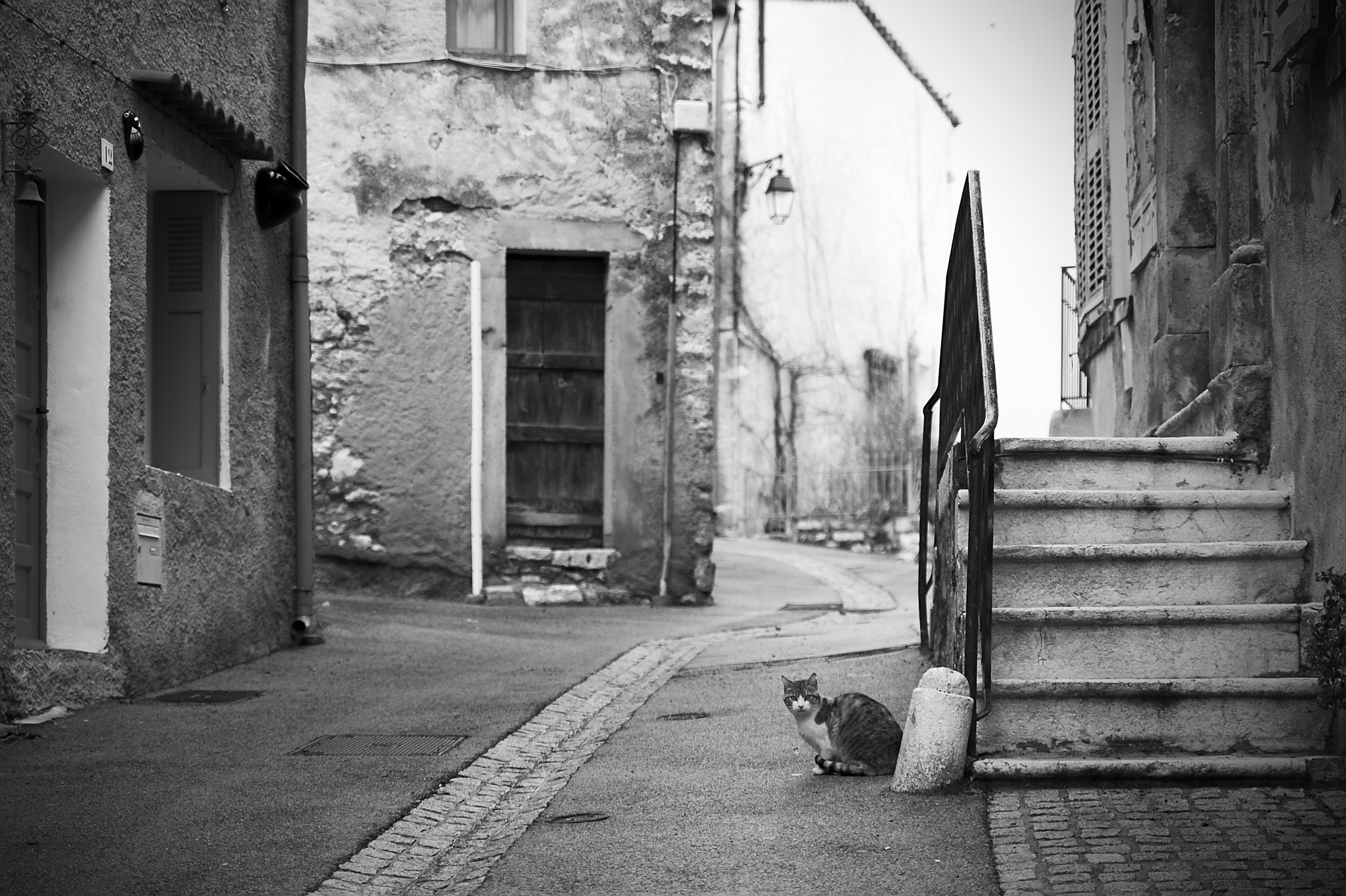 Nikon D850 sample photo. Street cat photography