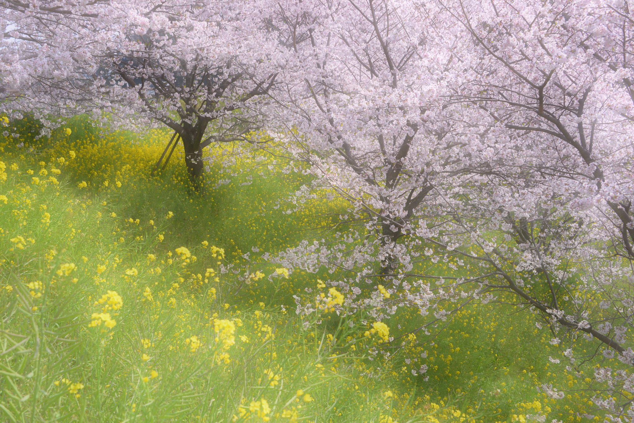 Nikon D610 sample photo. Sakura+ photography