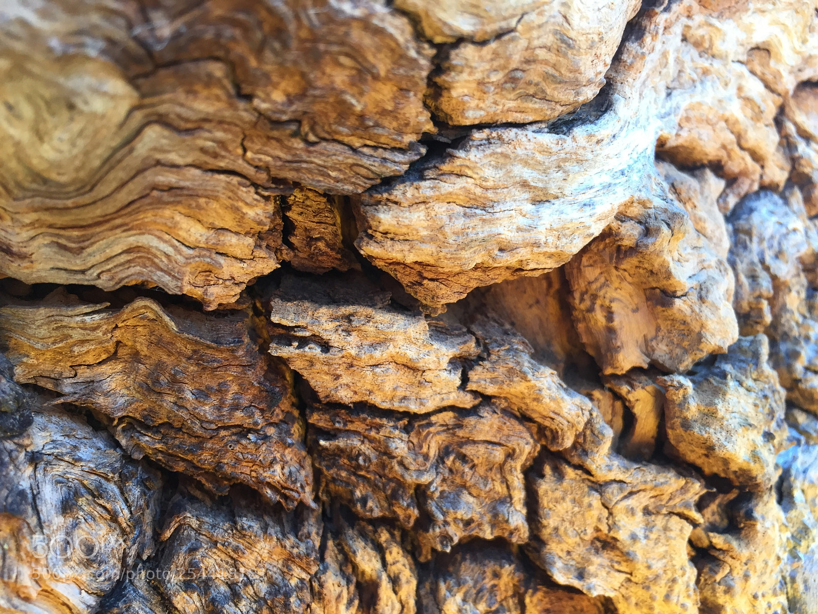 Apple iPhone 6 sample photo. Wood photography