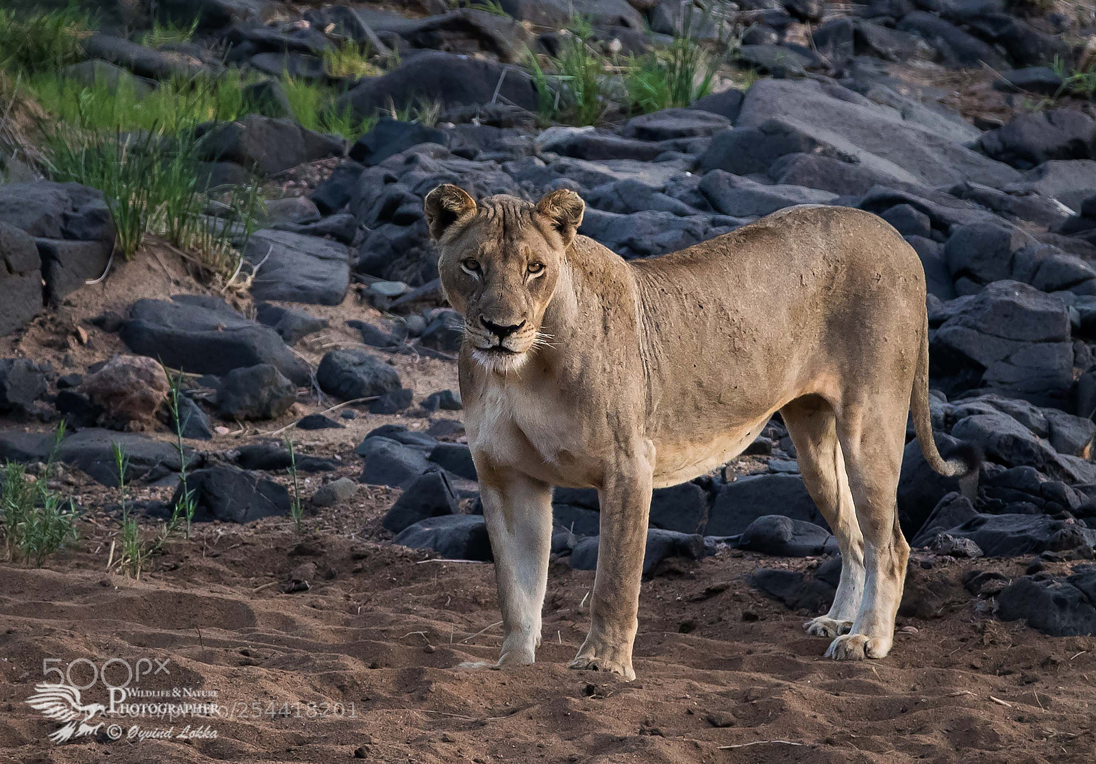 Canon EOS-1D X Mark II sample photo. A real hunter photography