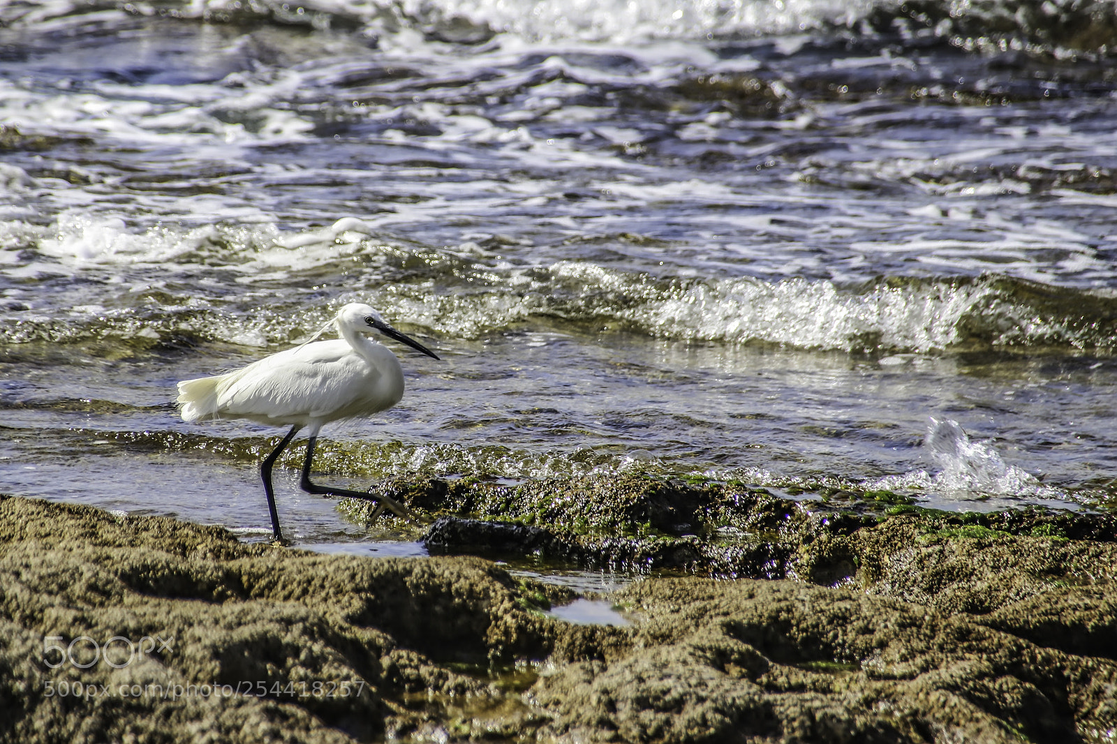 Canon EOS 80D sample photo. A small white egret photography