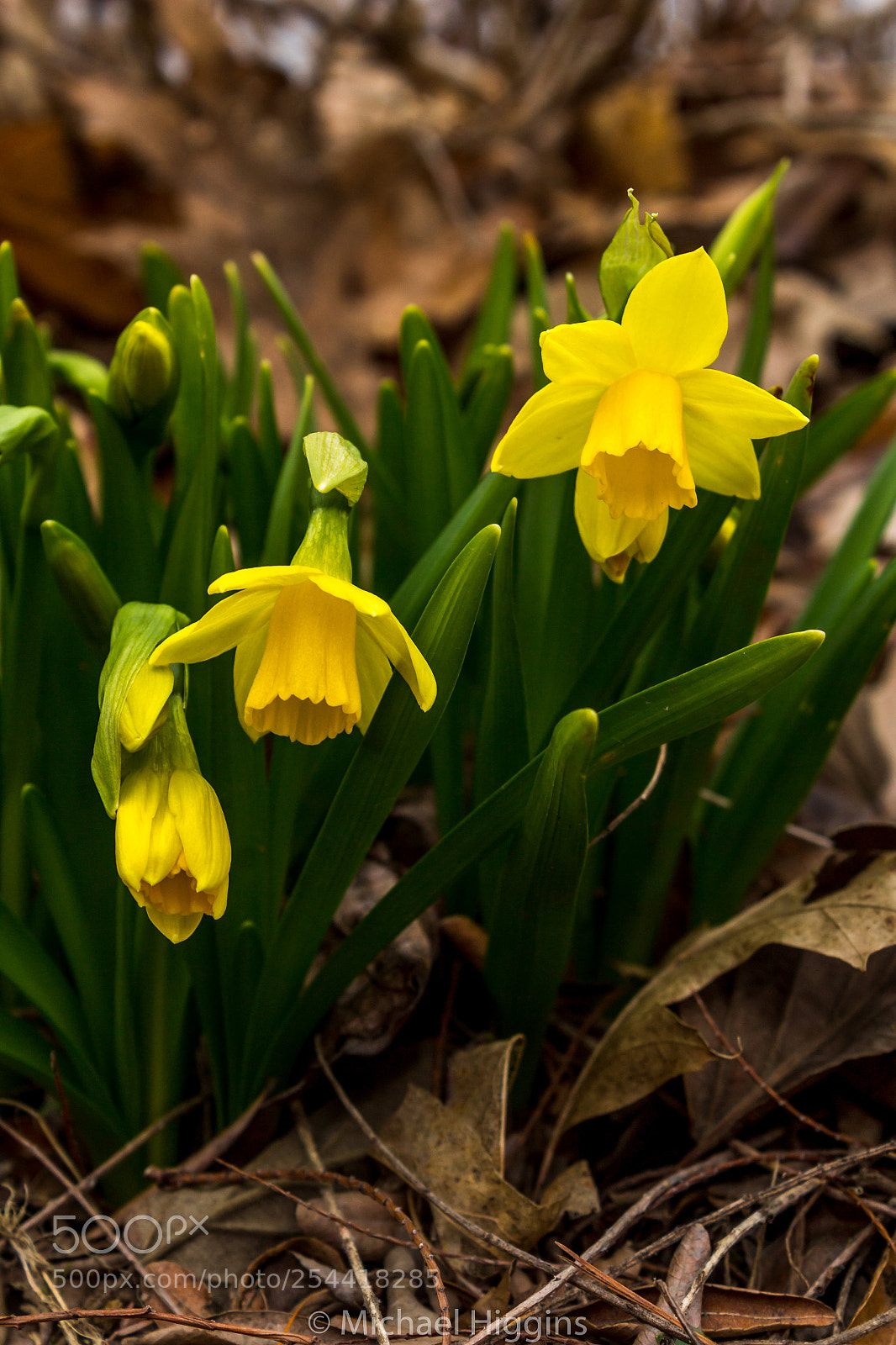 Canon EOS 1200D (EOS Rebel T5 / EOS Kiss X70 / EOS Hi) sample photo. Daffodils photography
