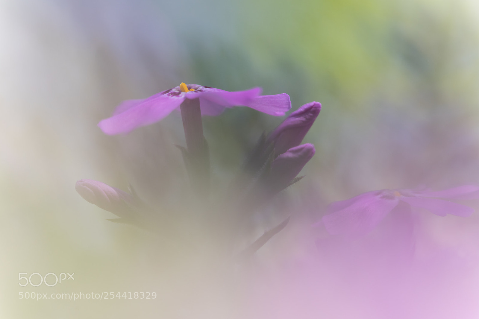 Canon EOS 6D Mark II sample photo. Tender photography