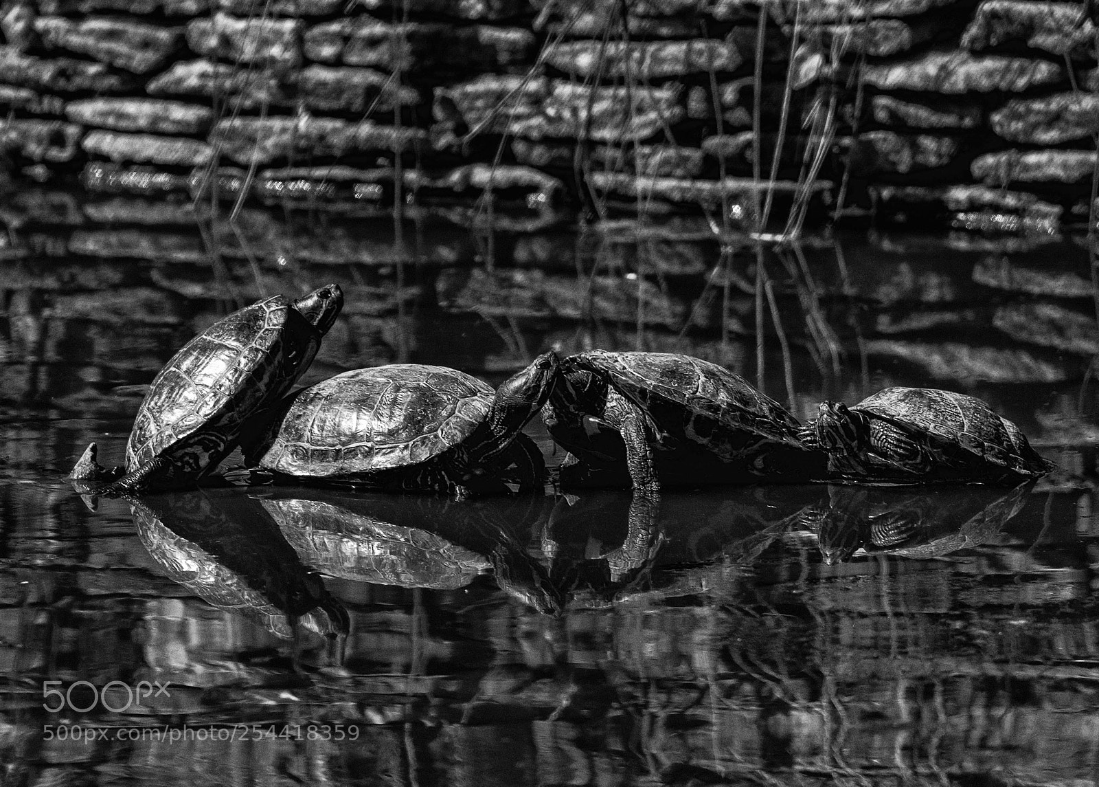 Canon EOS 5D Mark IV sample photo. Tattling terrapins photography