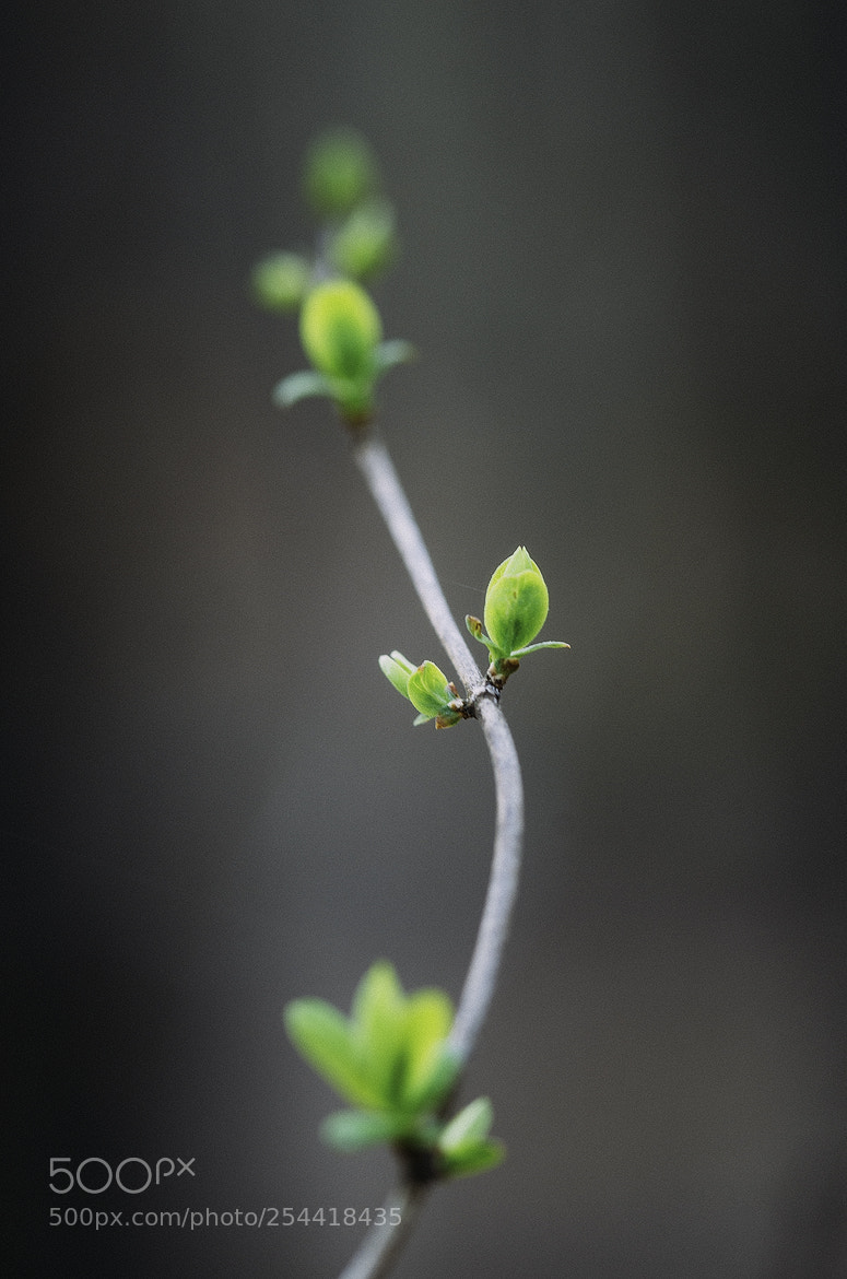 Nikon D600 sample photo. 180420 photography