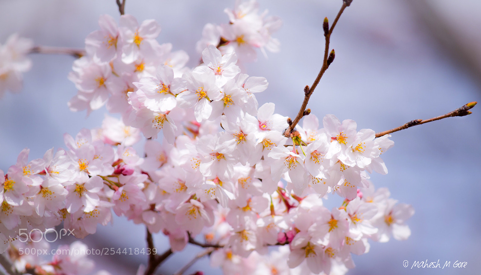 Nikon D5300 sample photo. Refreshers lll photography