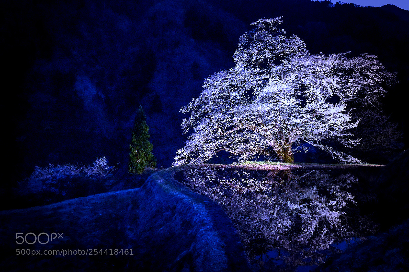 Nikon D850 sample photo. Illuminated sakura photography