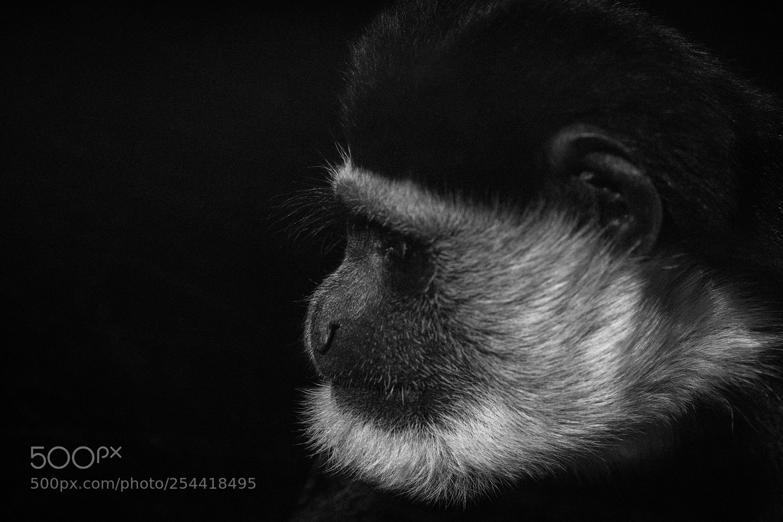 Canon EOS 5D Mark IV sample photo. Wisdom photography
