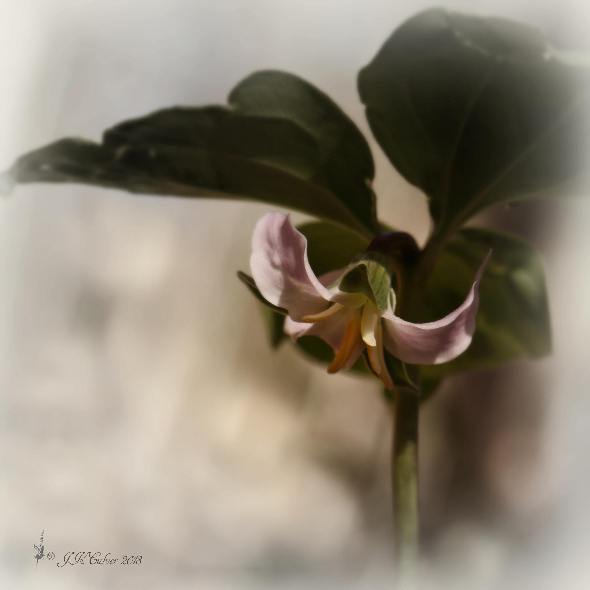 Canon EOS 77D (EOS 9000D / EOS 770D) sample photo. Trillium cernuum photography