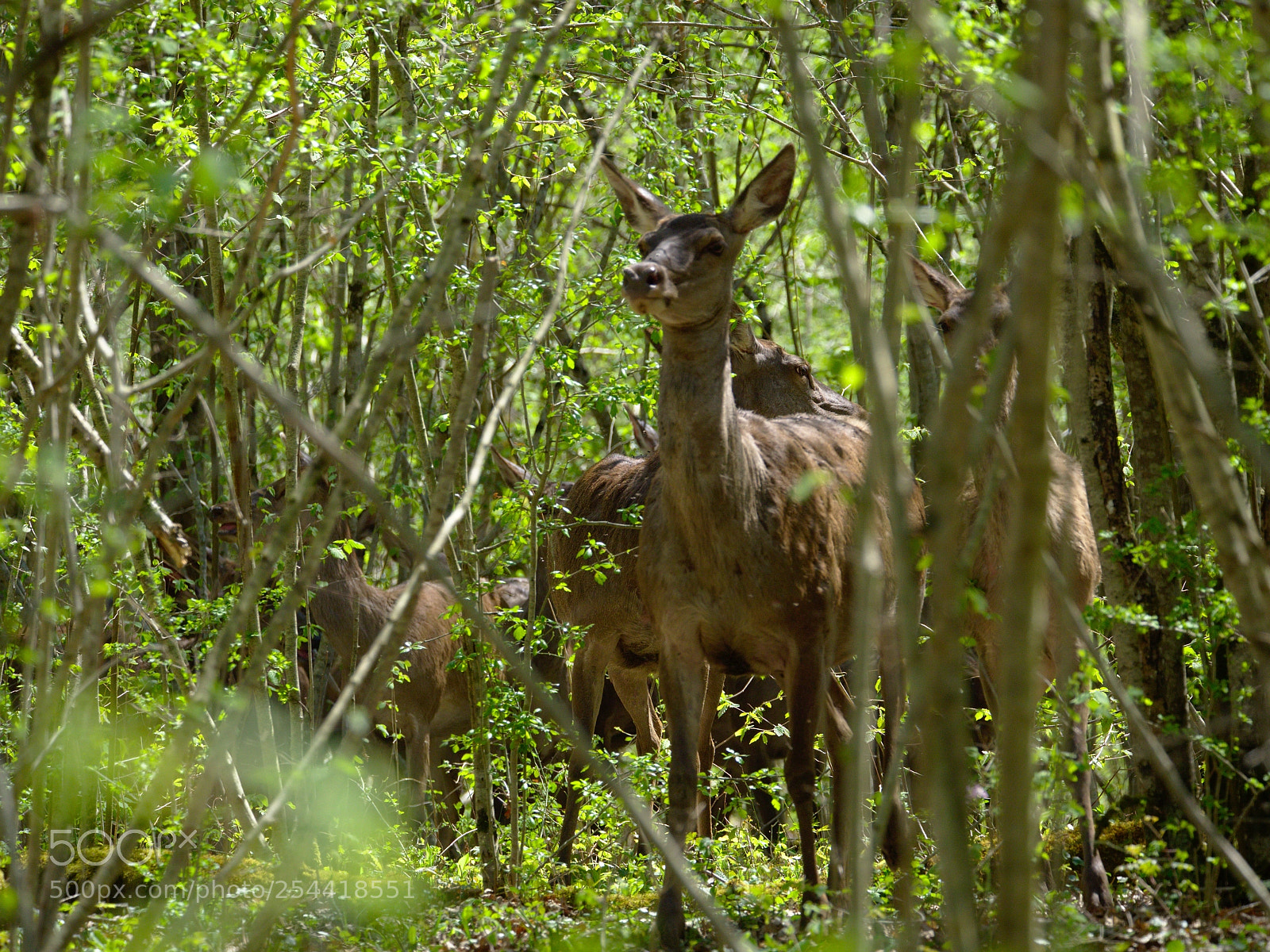 Olympus OM-D E-M10 sample photo. La biche me regarde photography