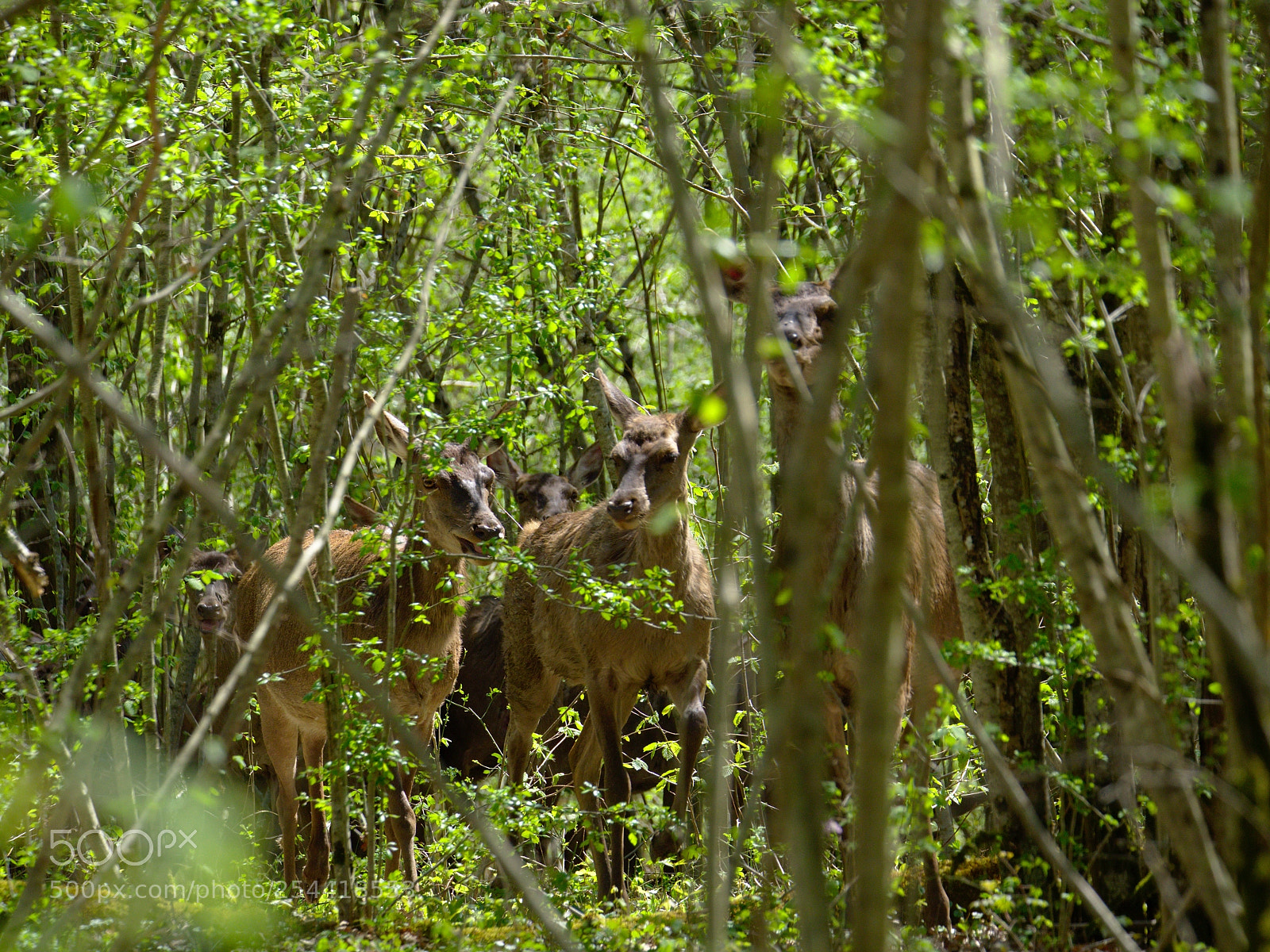 Olympus OM-D E-M10 sample photo. Encounter photography