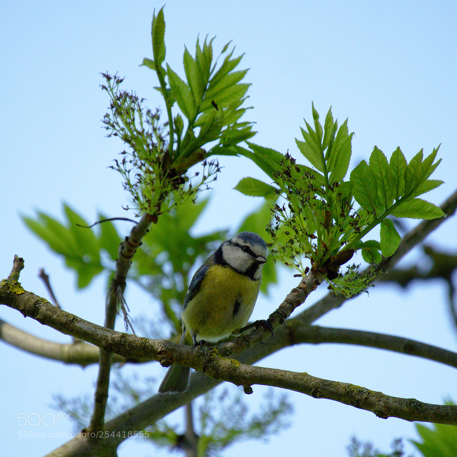 Olympus OM-D E-M10 sample photo. Spring photography