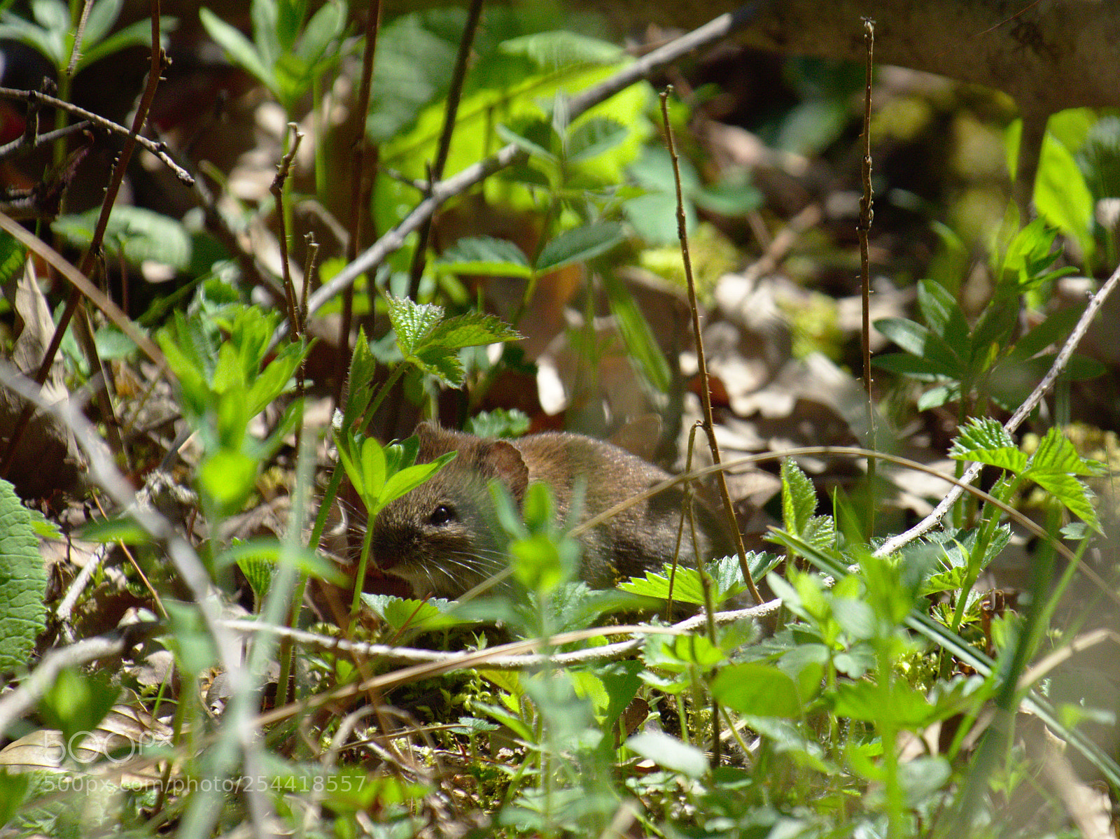 Olympus OM-D E-M10 sample photo. Chasing the concurence photography