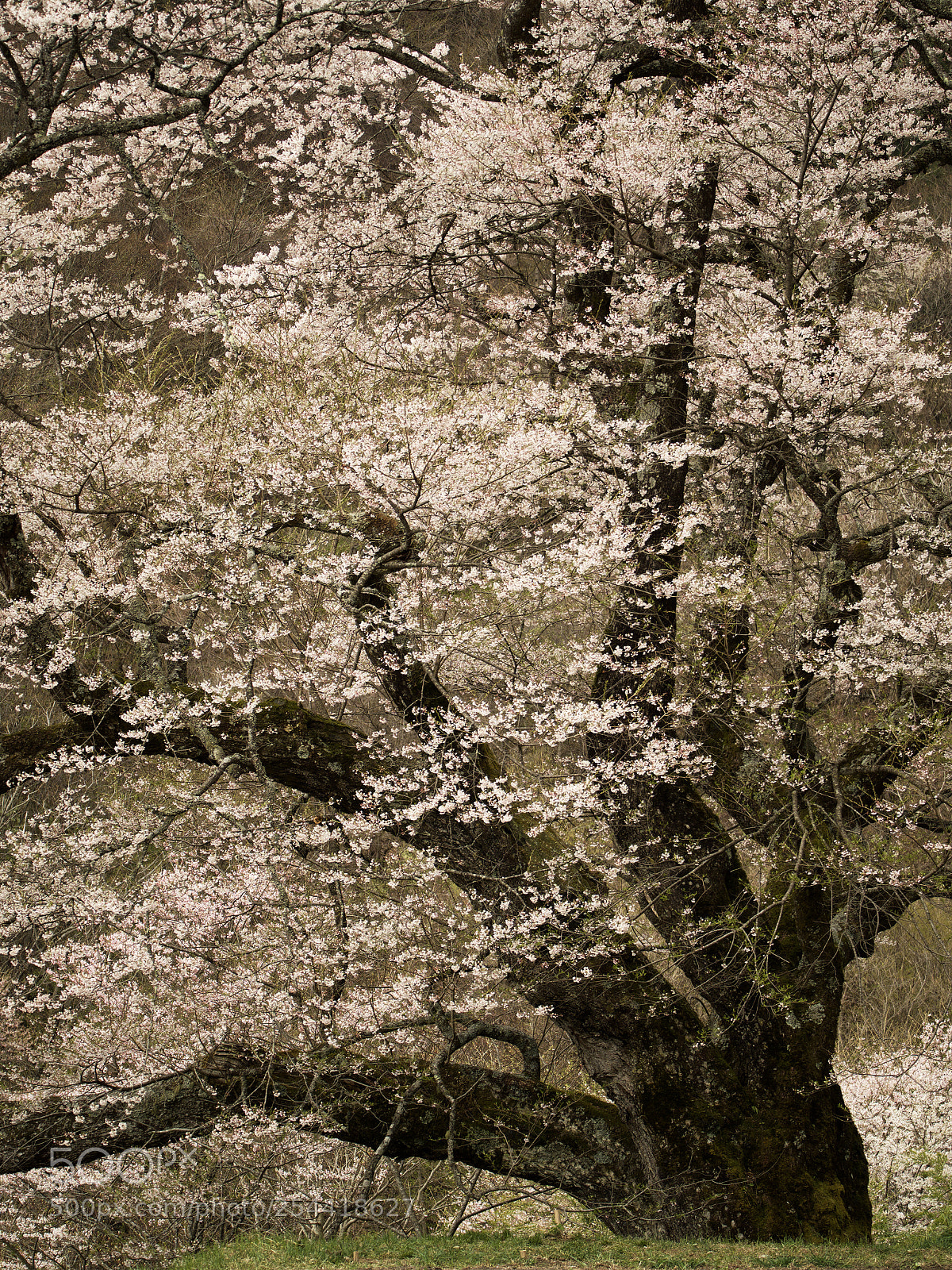 Olympus OM-D E-M1 Mark II sample photo. 五百回目の春 | 500th spring photography