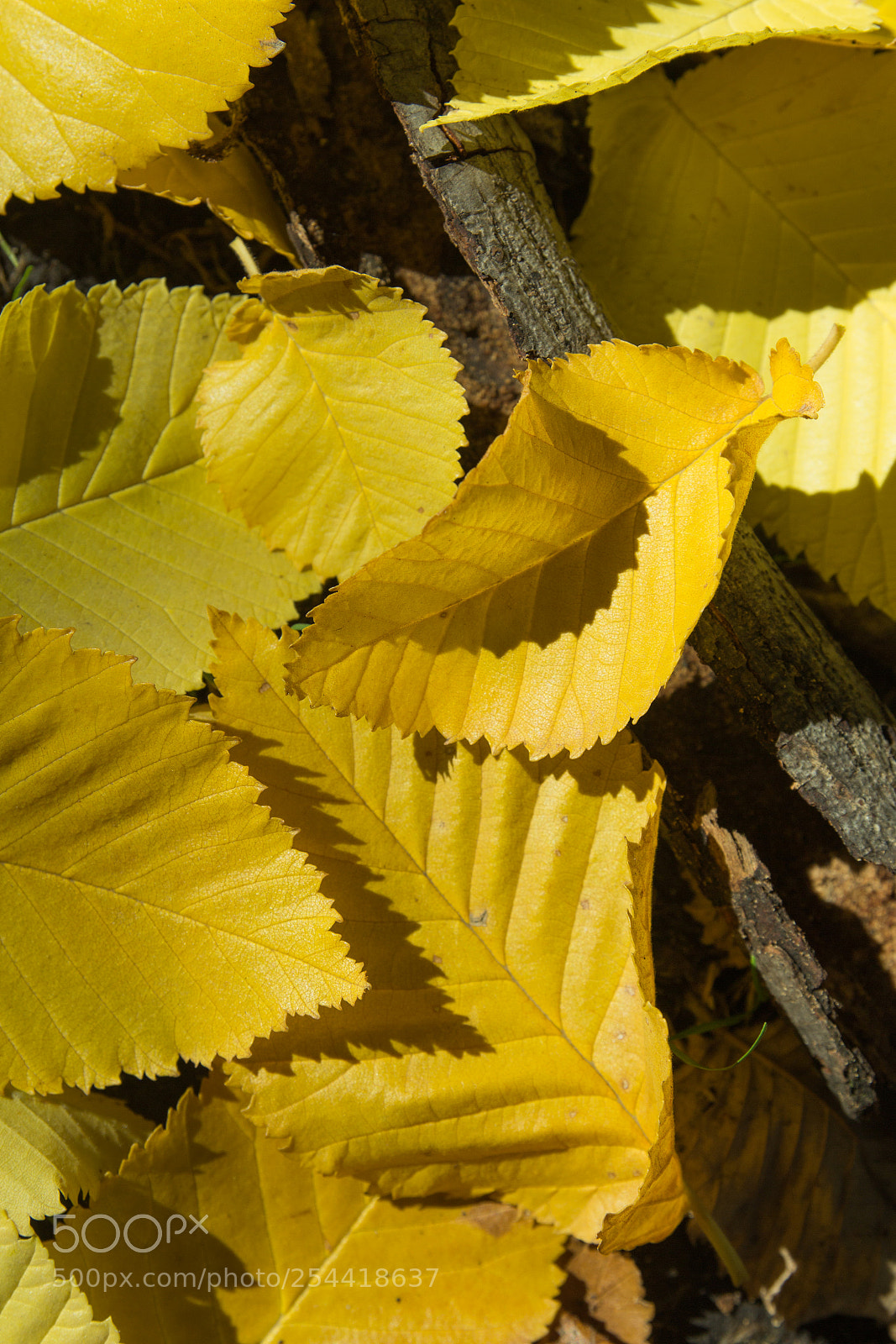 Canon EOS 600D (Rebel EOS T3i / EOS Kiss X5) sample photo. Autumn leaves in yellow photography