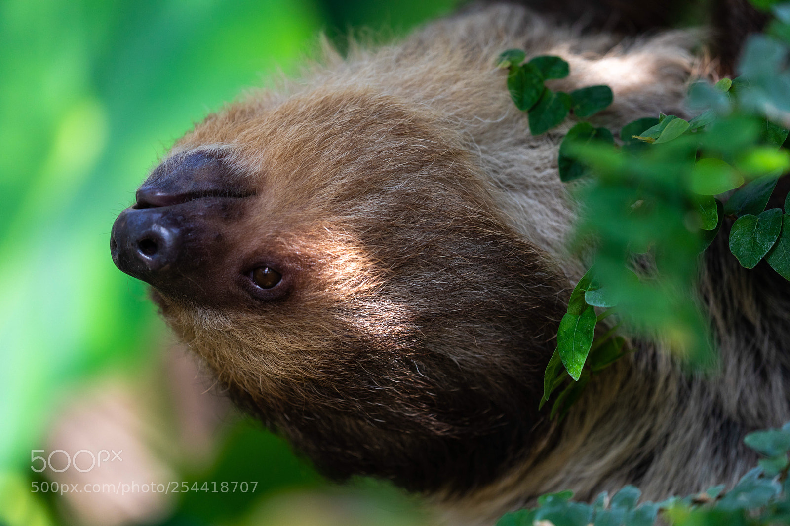 Canon EOS 5D Mark IV sample photo. Sloth photography