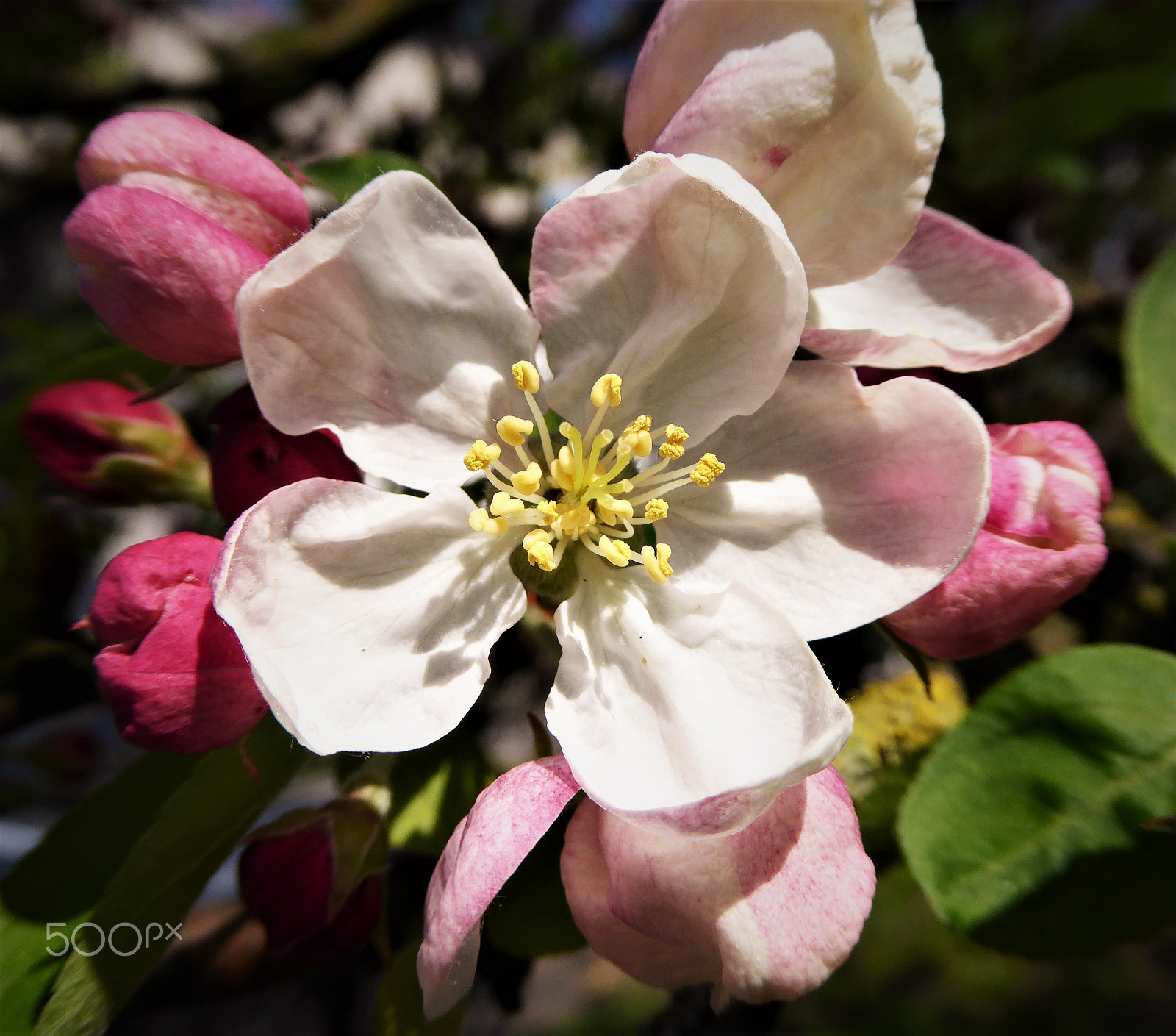 Panasonic Lumix DMC-ZS40 (Lumix DMC-TZ60) sample photo. Under the sun photography