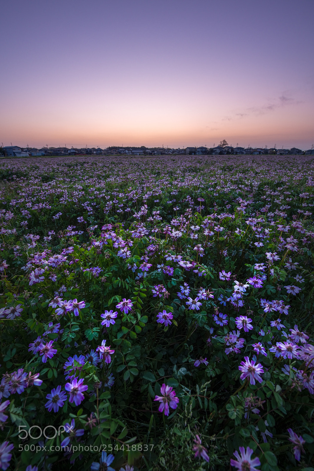 Nikon D850 sample photo. Flower planet photography