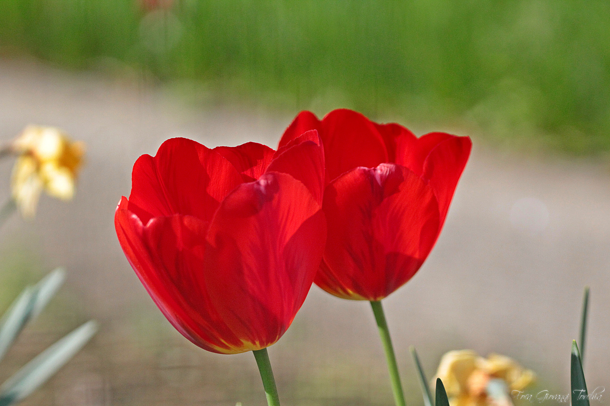 Sigma 150-600mm F5-6.3 DG OS HSM | C sample photo. Red color... photography