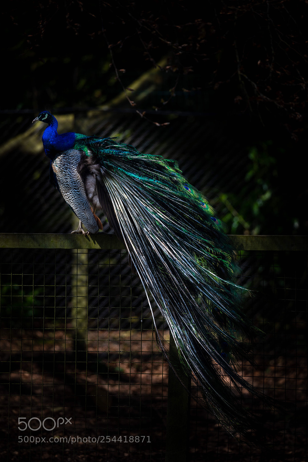 Canon EOS 5D Mark IV sample photo. Spotlight photography