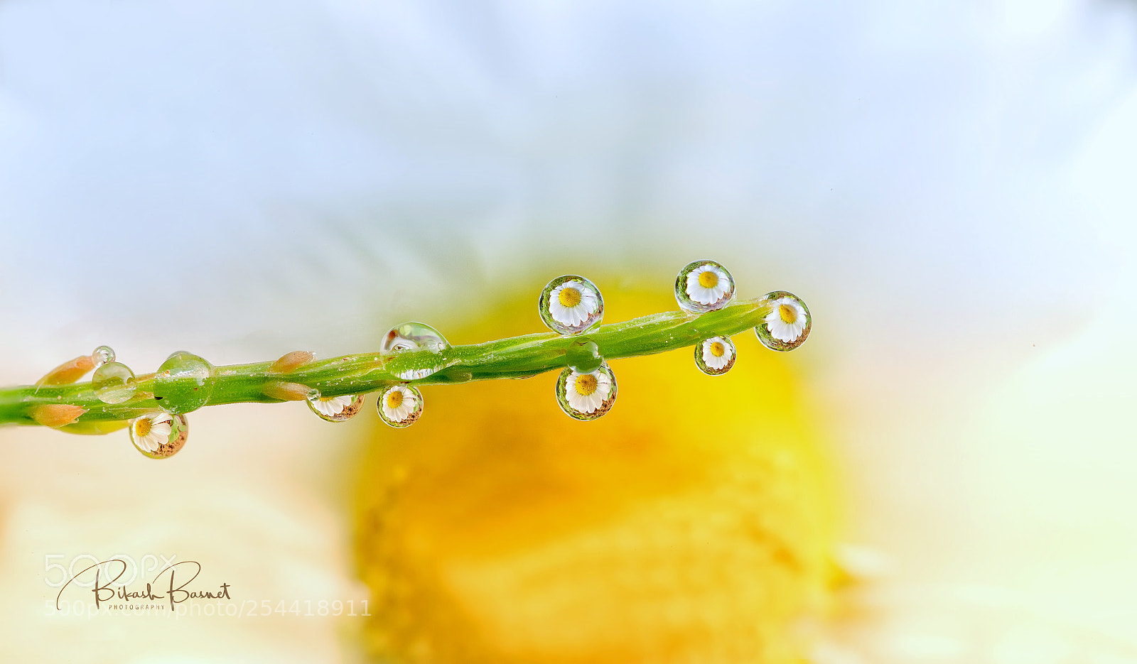 Canon EOS-1D X Mark II sample photo. Pearls photography