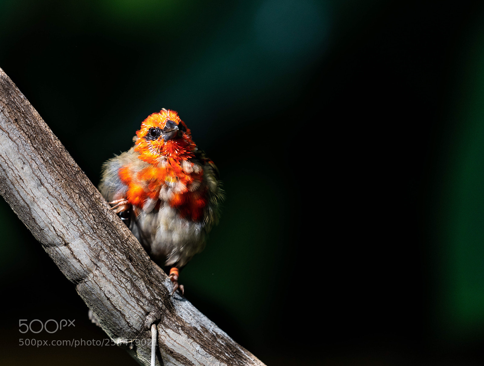 Canon EOS 5D Mark IV sample photo. Poseur photography