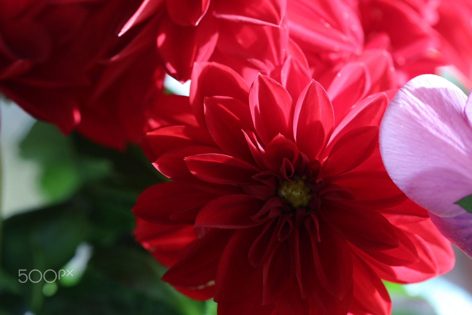 Canon EF 100mm F2.8 Macro USM sample photo. Color of the day 8 photography