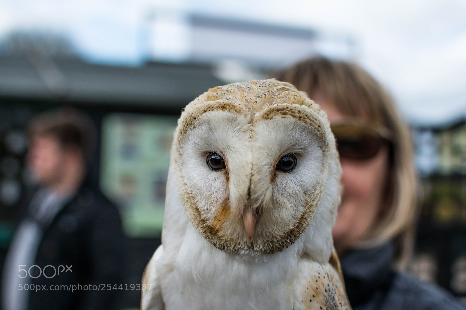Nikon D7100 sample photo. Barn owl peanut photography