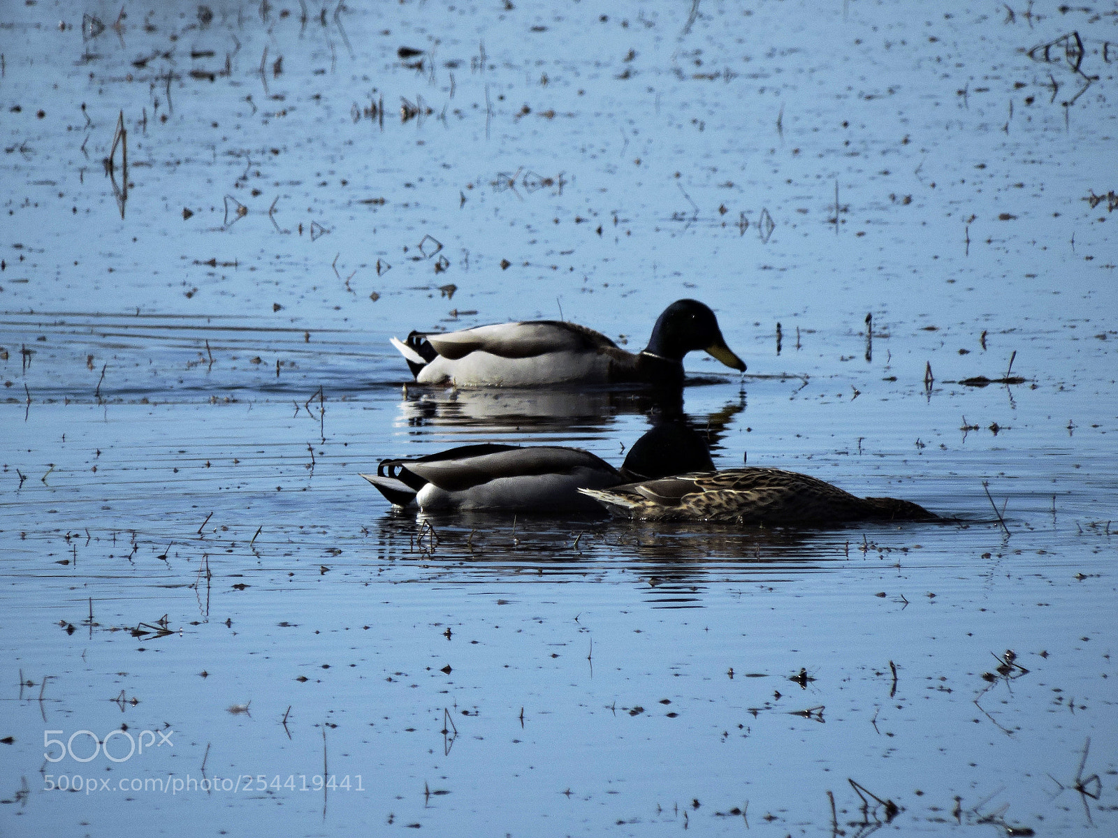 Nikon Coolpix P600 sample photo. Male and female mallards photography