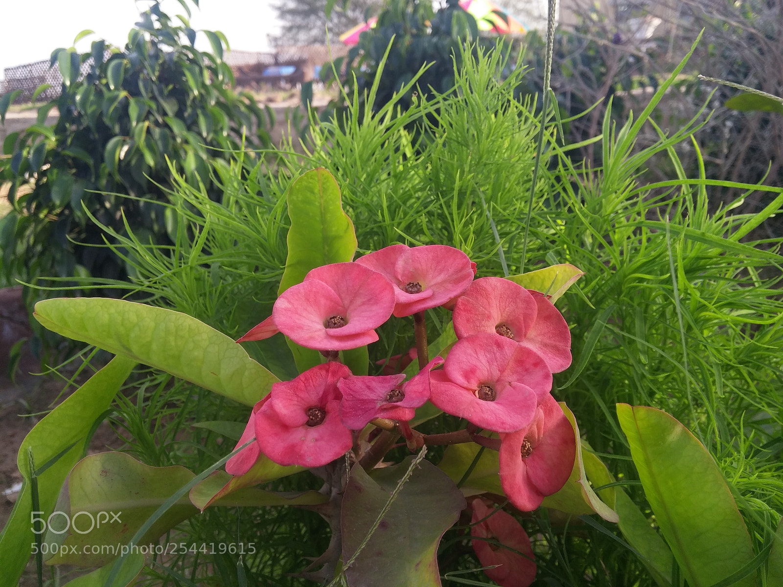 LG G3 sample photo. Beautiful flower photography
