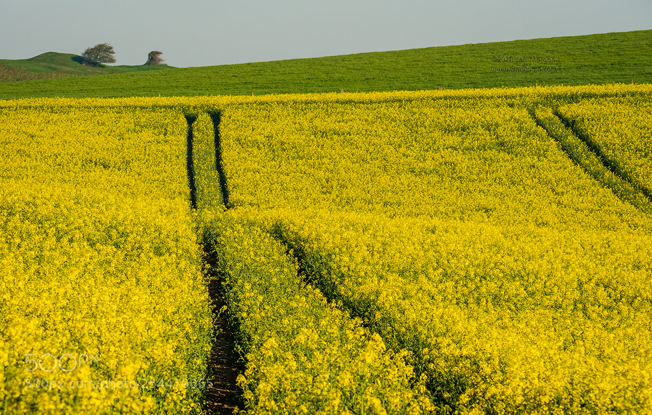 Panasonic Lumix DC-G9 sample photo. Canola on brading down photography