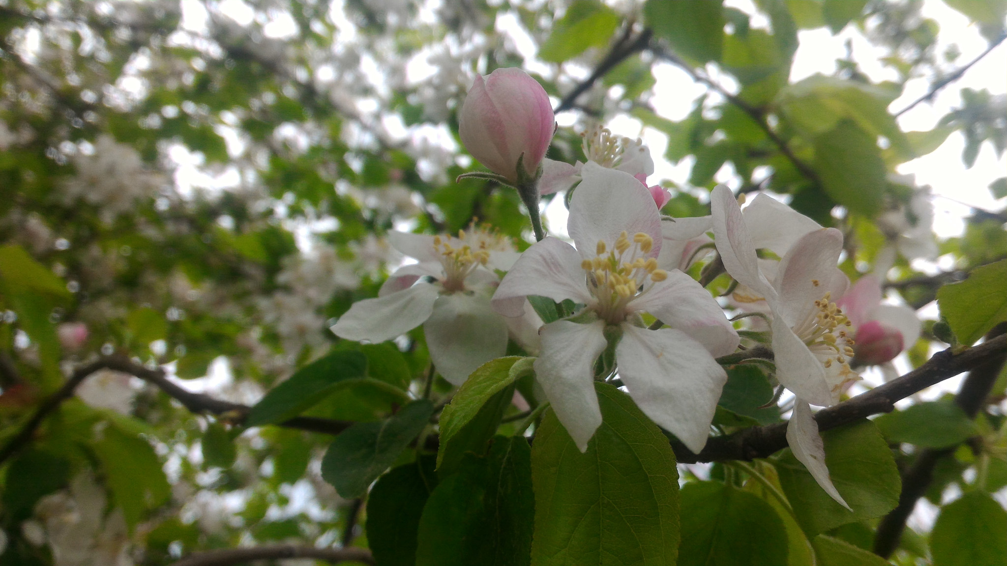 ASUS ZenFone 2 (ZE551ML) sample photo