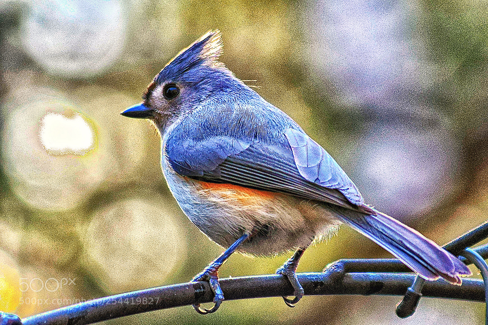 Nikon D3300 sample photo. Titmouse photography