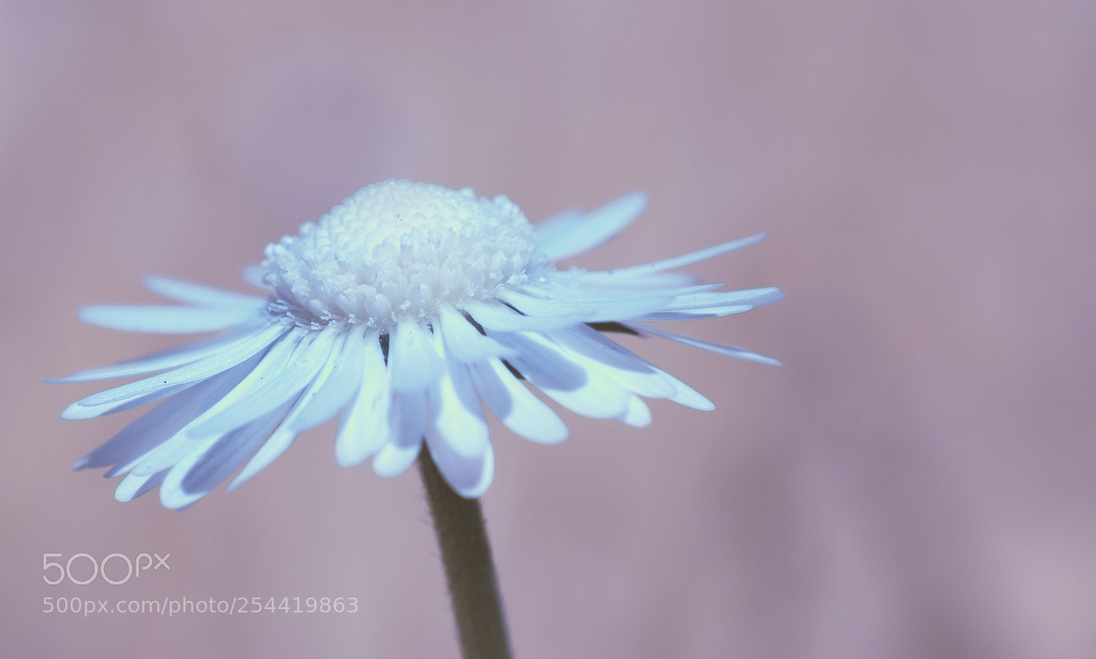 Nikon D5200 sample photo. Infrared daisy photography