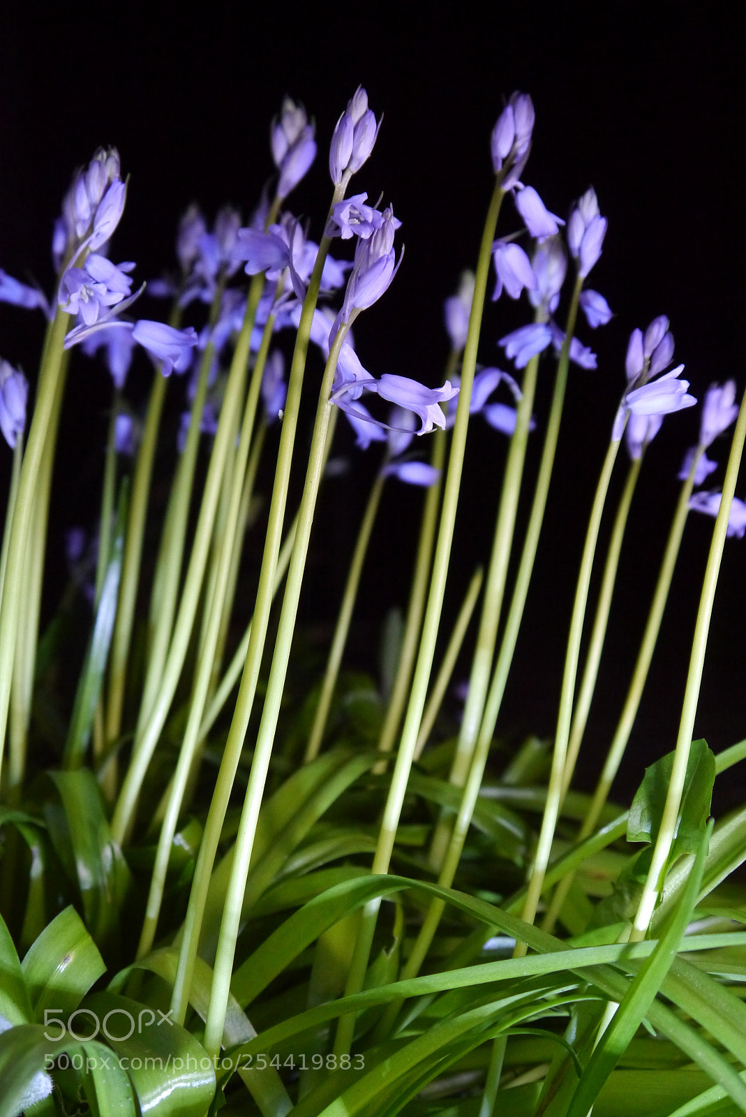 Panasonic Lumix DMC-G3 sample photo. Bluebell photography