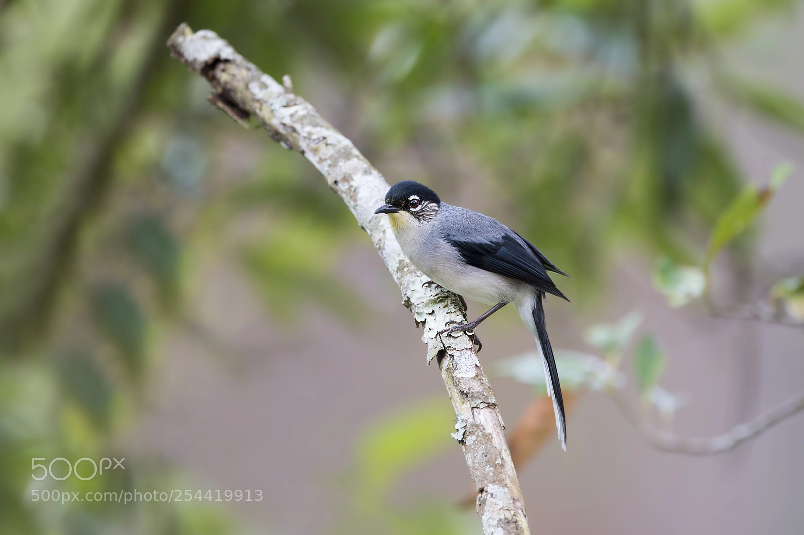 Nikon D4 sample photo. Black-headed sibia (sub species) photography