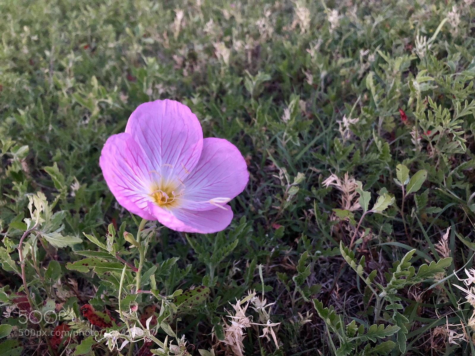 Apple iPhone X sample photo. Evening bloom photography