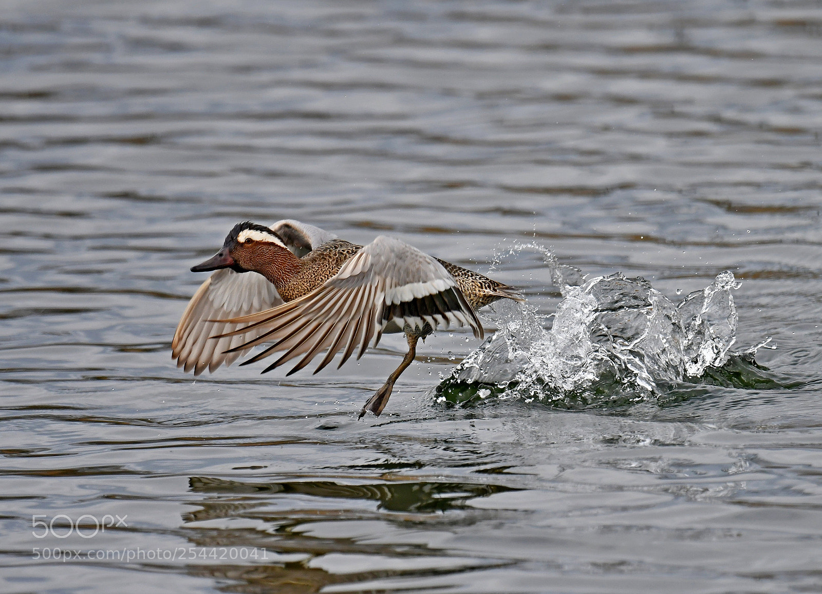 Nikon D500 sample photo. Garganey photography