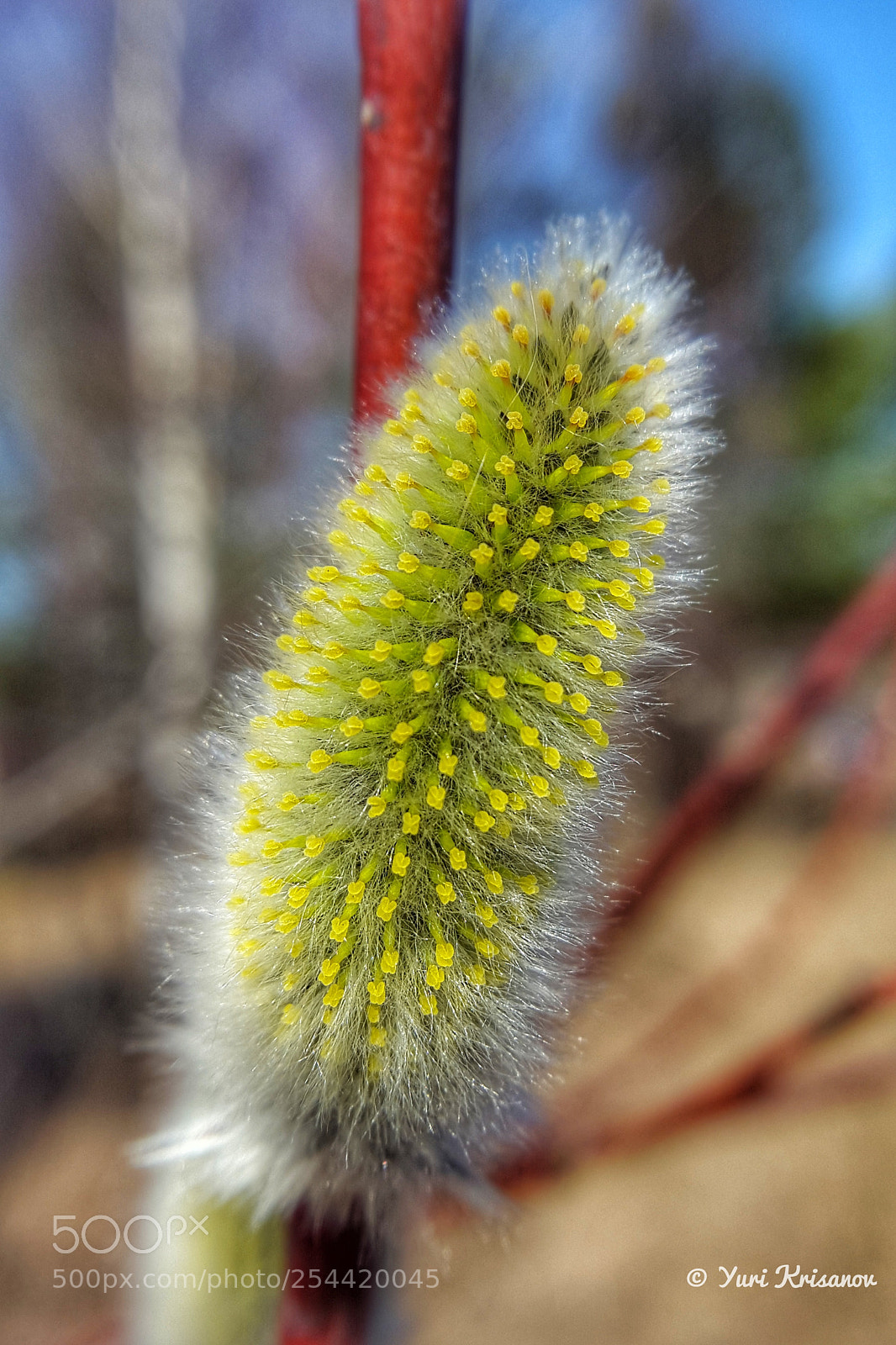 Samsung Galaxy Alpha sample photo. The buds are blossomed photography