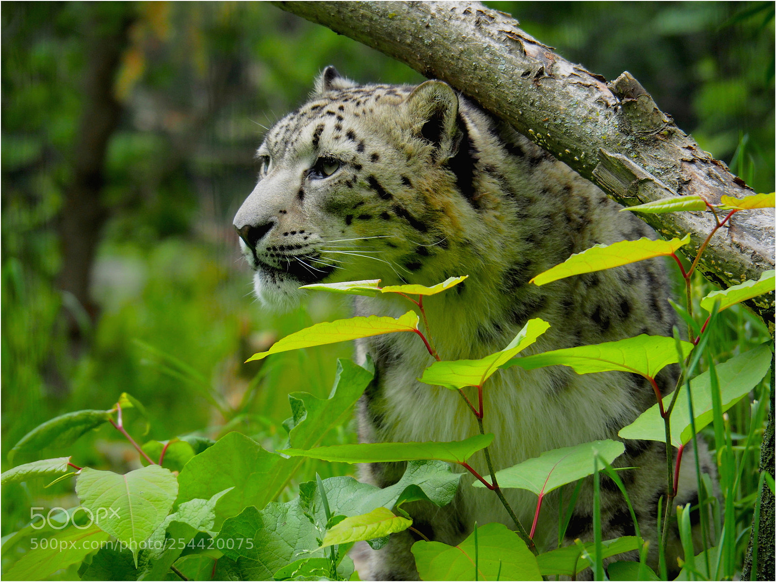 Olympus OM-D E-M5 II sample photo. Snow leapard photography